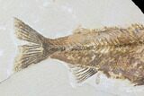 Bargain, Mioplosus Fossil Fish - Uncommon Species #91391-2